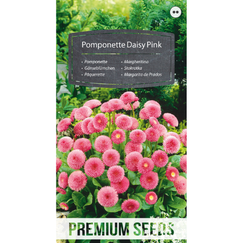 Daisy - Pomponette Pink