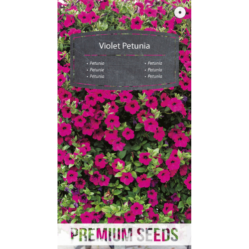 Petunia - Violet