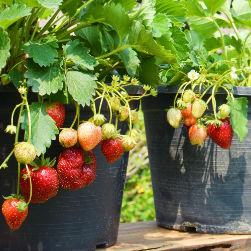 Strawberry Rumba 10- PACK - Early variety