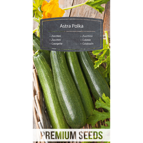 Squash - Astra Polka