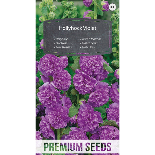 Hollyhock Violet