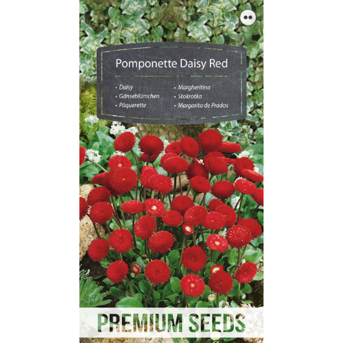 Daisy - Pomponette Red