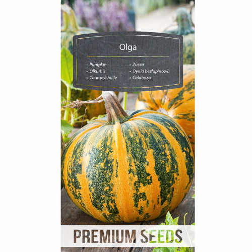 Pumpkin - Olga
