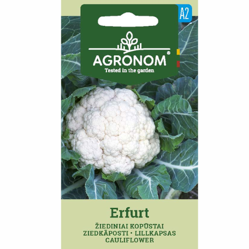 Cauliflower - Erfurt