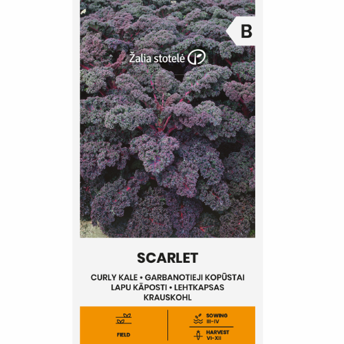 Kale - Scarlet