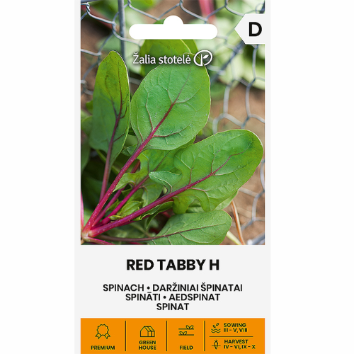 Spinach - Red Tabby H