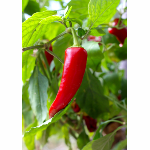 Jalapeño – Ung Planta (6 cm kruka)