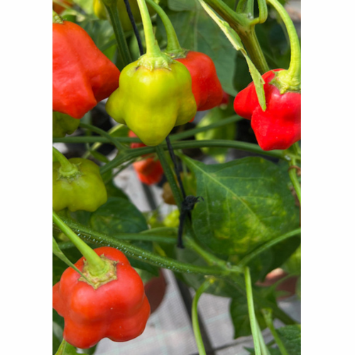 Jamaican Bell – Ung Planta (6 cm kruka)