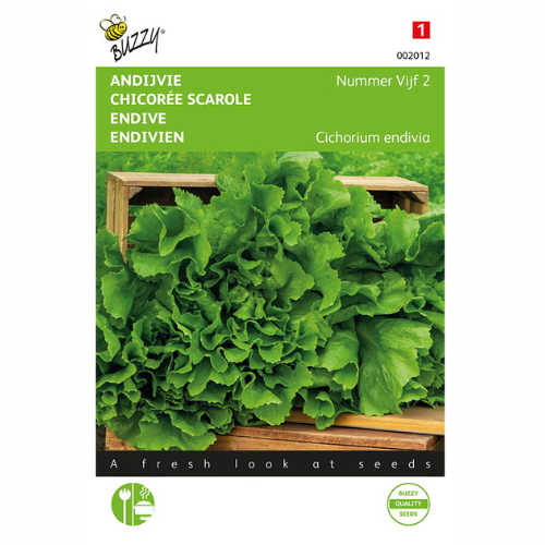 Chicory Endive