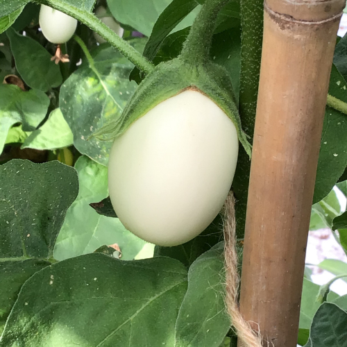 Aubergine - White Eggs