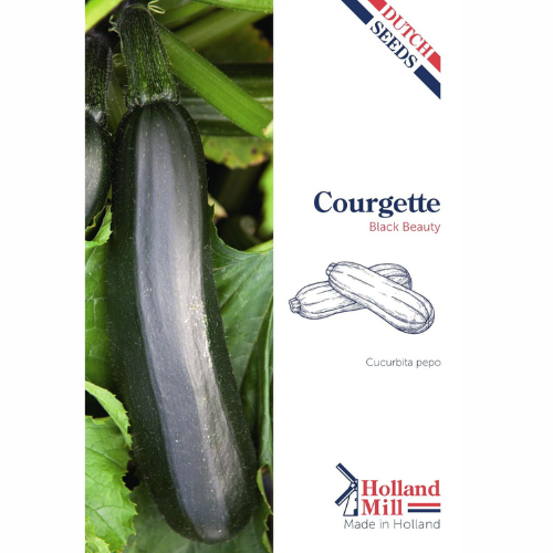 Summer squash - Black Beauty