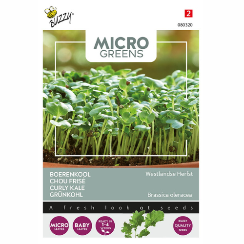 Microgreens - Kale Westland Autumn