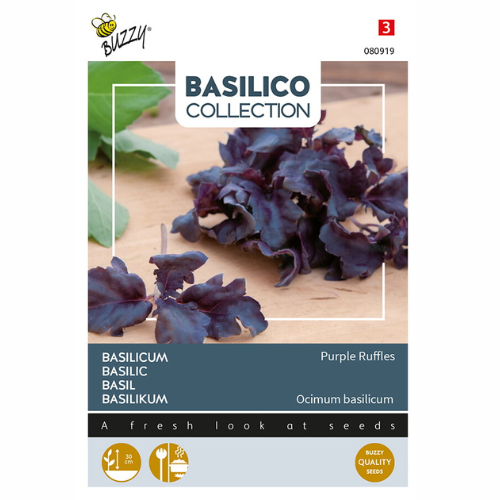 Basilika - Purple Ruffles