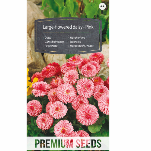 Large-flowered Daisy - Pink