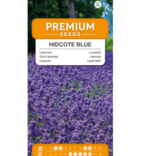 Lavender - Hidcote Blue