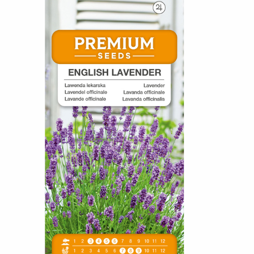 English Lavender