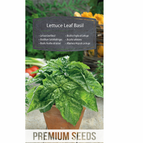 Salad basil