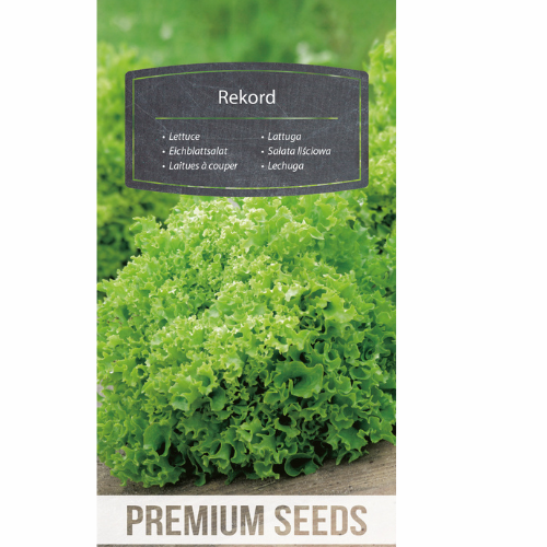 Curly lettuce - Record