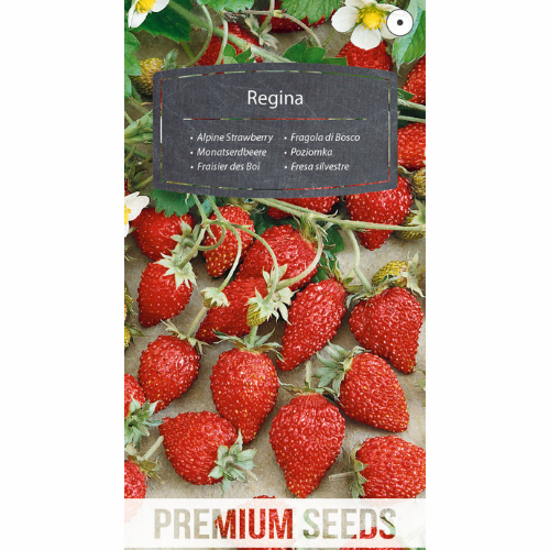 Wild strawberries - Regina
