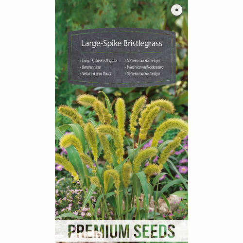 Large-Spike Bristlegrass