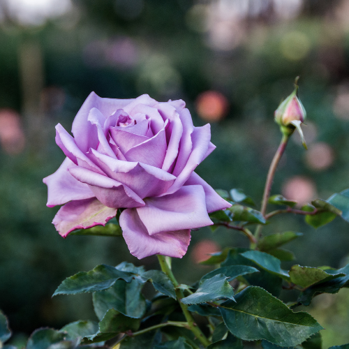 Storblommig rabattros – Lila (barrotad)