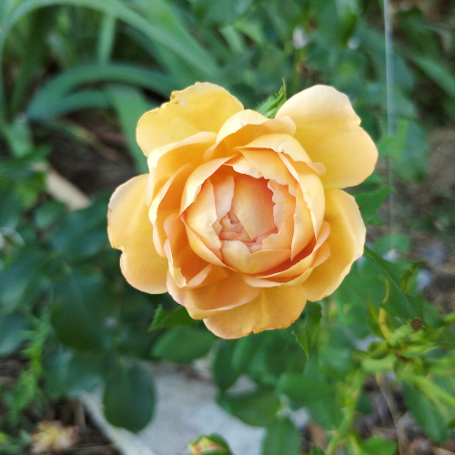 Storblommig rabattros – Gul/Orange (barrotad)