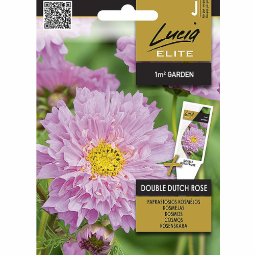 Rosenskära – Double Dutch Rose