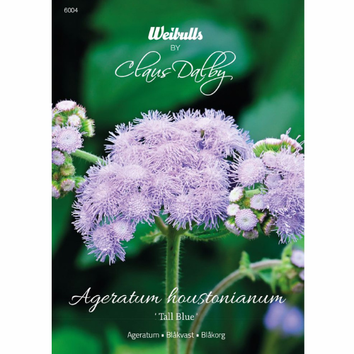 Ageratum - Tall Blue