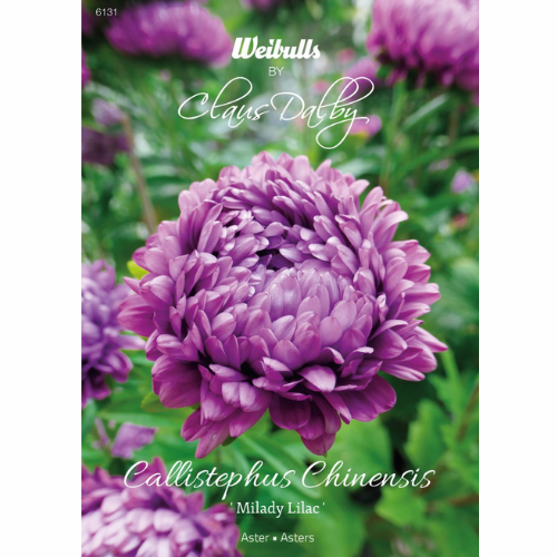 Aster - Milady Lilac
