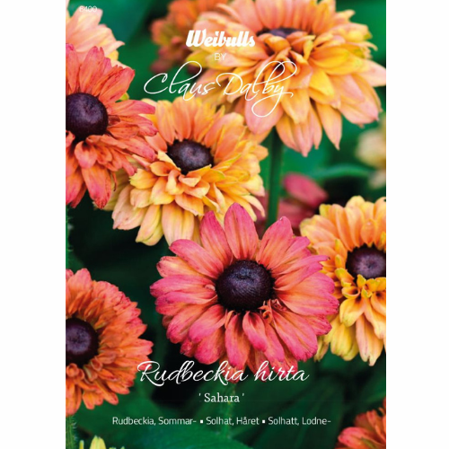 Sommar-Rudbeckia Sahara
