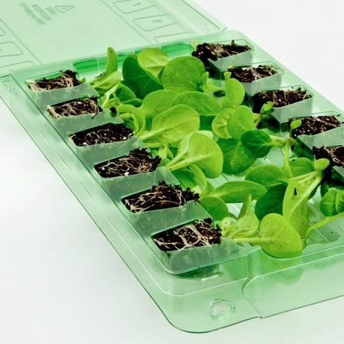 Peas &amp;amp; Special Beans 12-pack