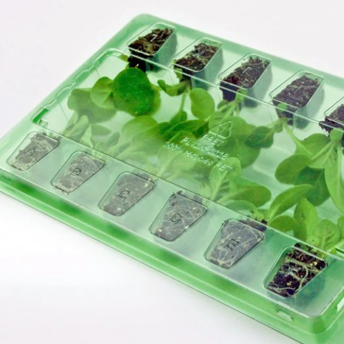 Cucumber Mix – 12-pack small plug plants