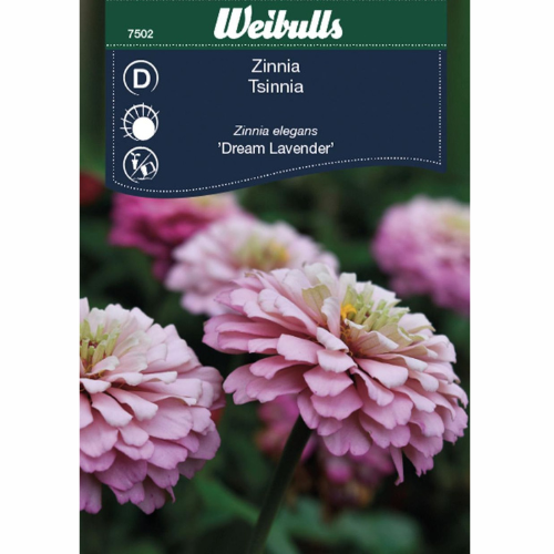 Zinnia - Dream Lavender