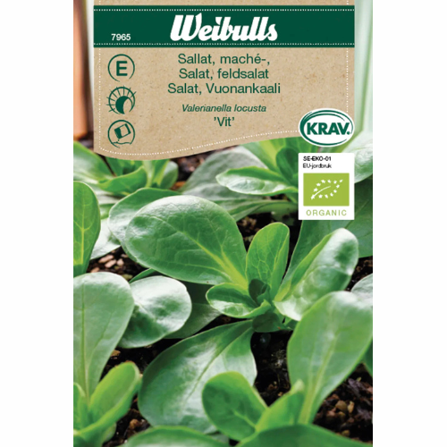 Mâche / Vintersallat – KRAV Vit
