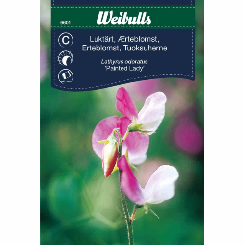 Sweet Pea – Painted Lady