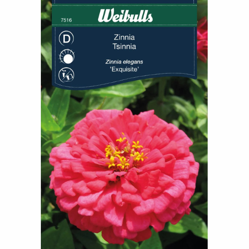 Zinnia – Exquisite