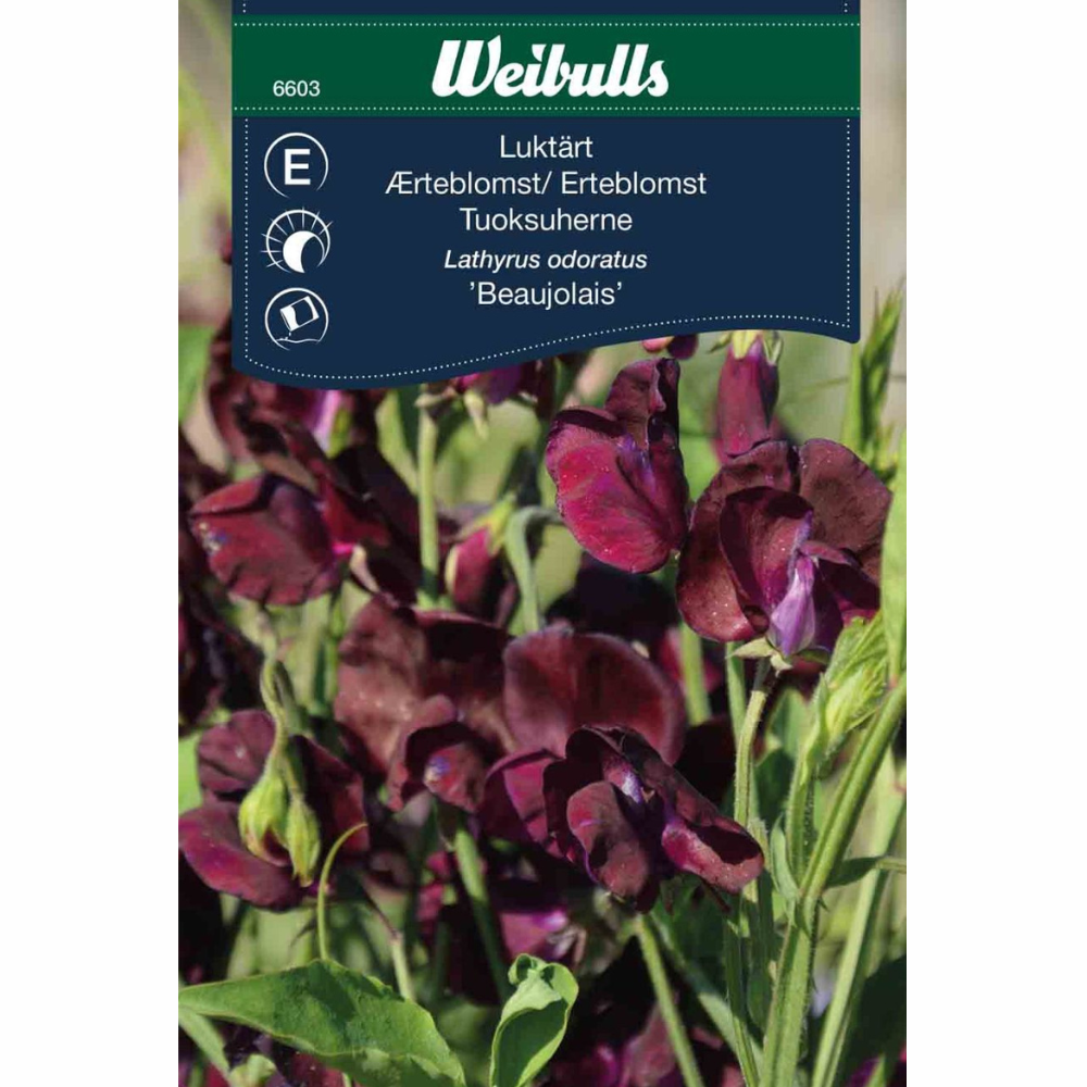 Sweet Pea – Beaujolais