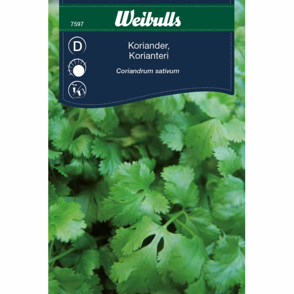 Coriander