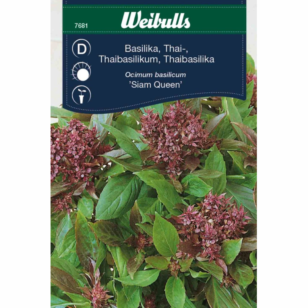 Thai basil – Siam Queen