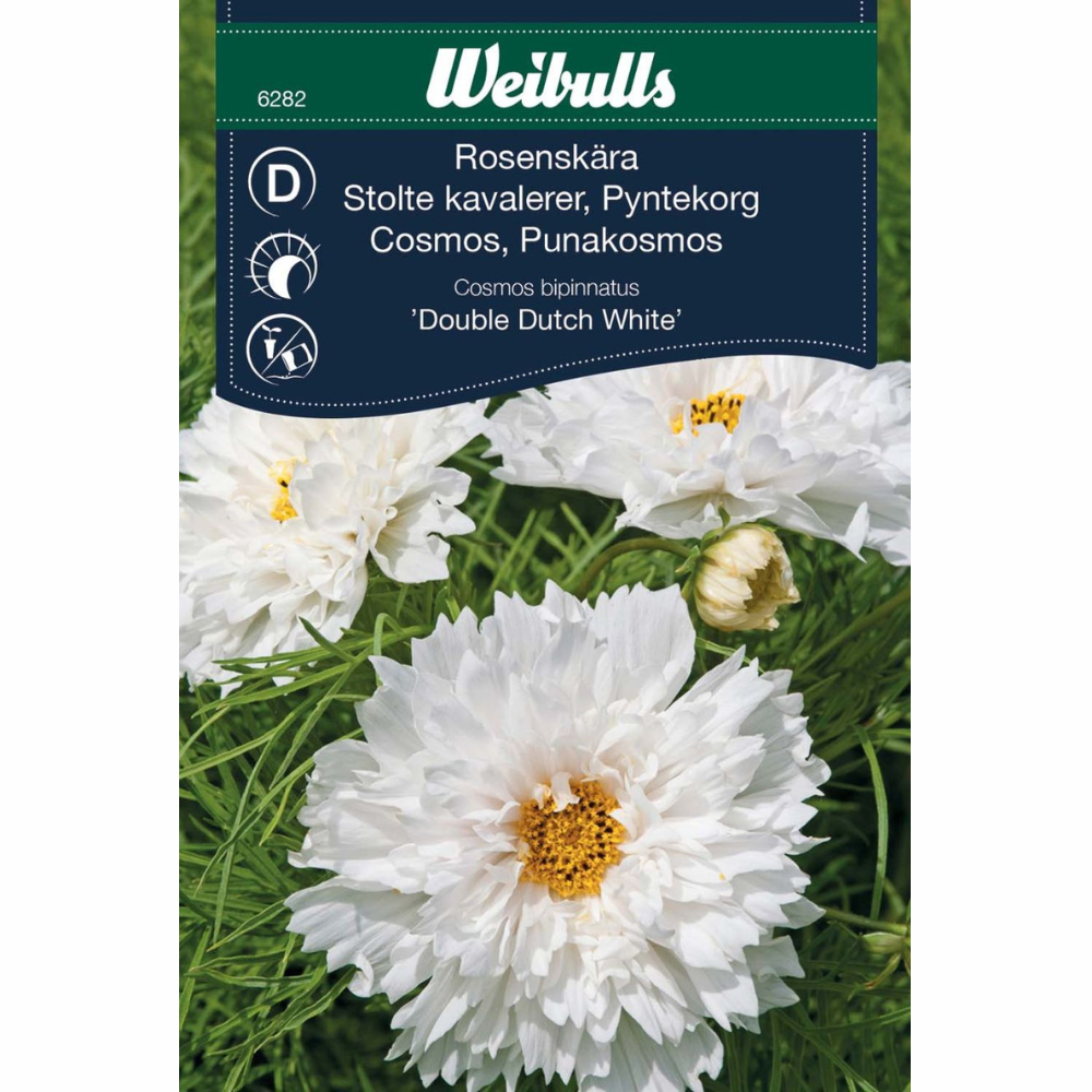 Rosenskära – Double Dutch White