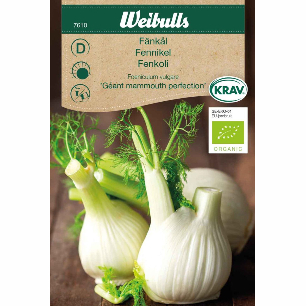 Fennel - Giant Mammouth Perfection