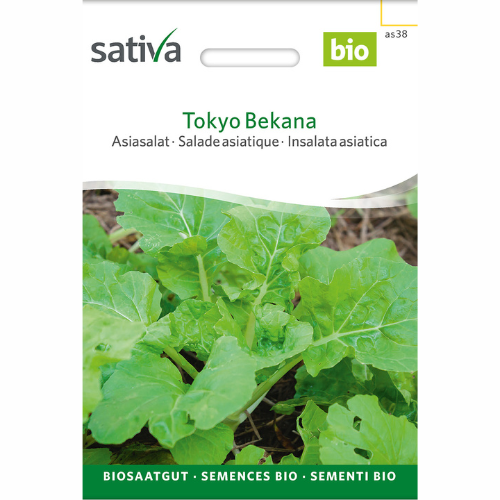 Tokyo Bekana – asiatisk bladgrönsak