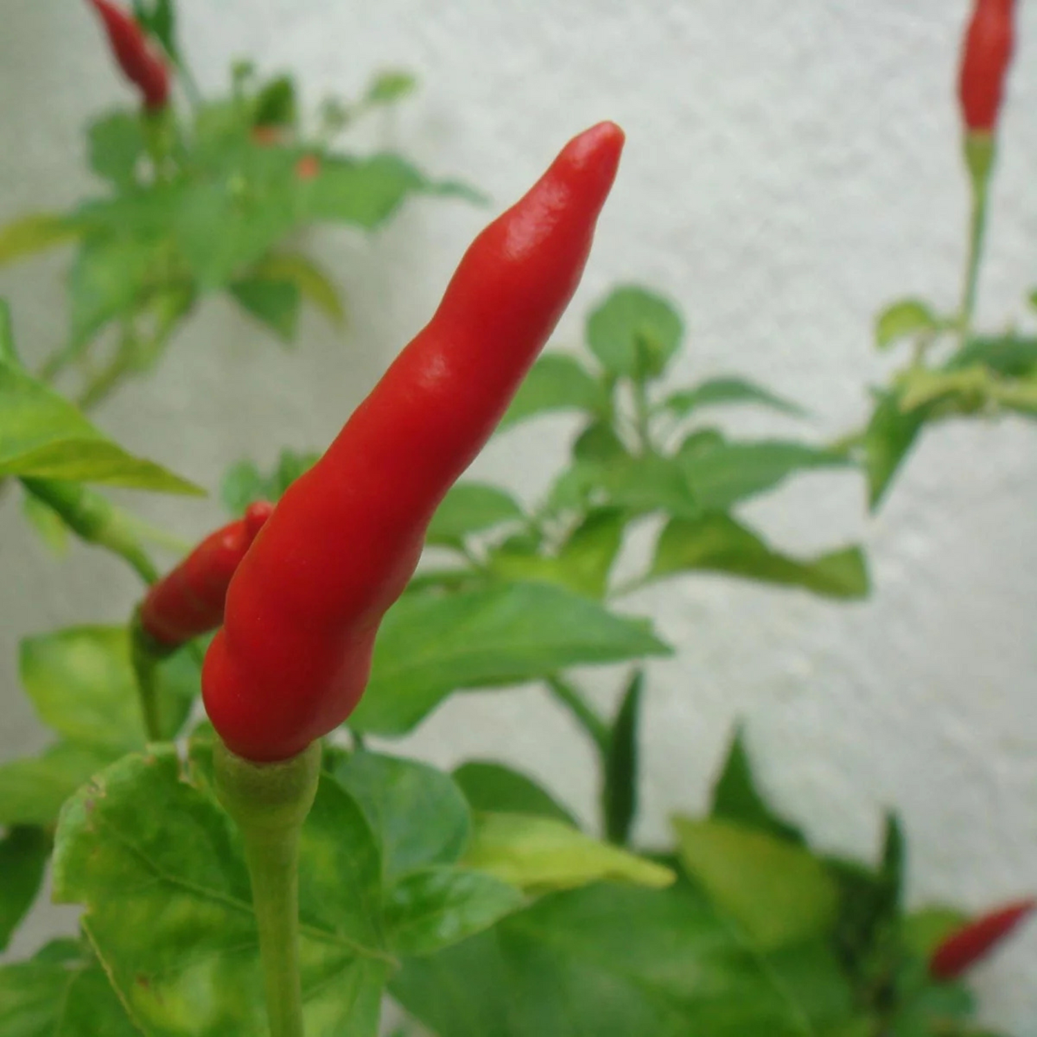chili seeds - Chili pepper Piri Piri