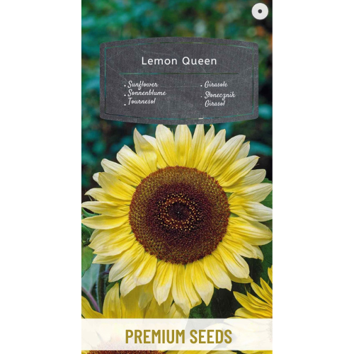 Sunflower - Lemon Queen