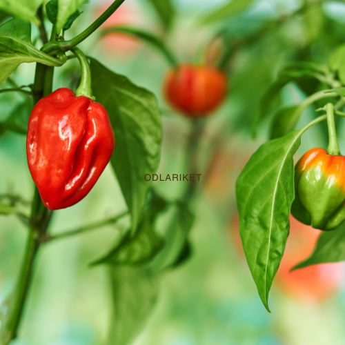 Chili pepper - Habanero Red