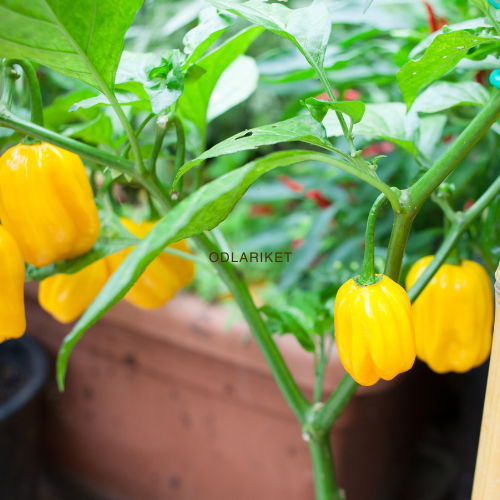 Chilipeppar - Habanero Yellow