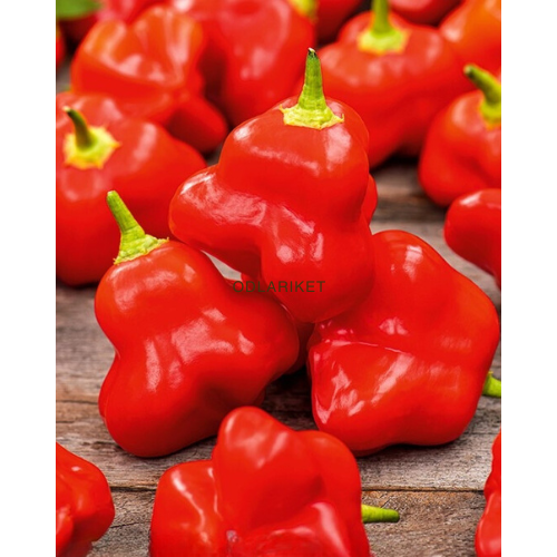 Chili pepper - Okrasny Zvonek