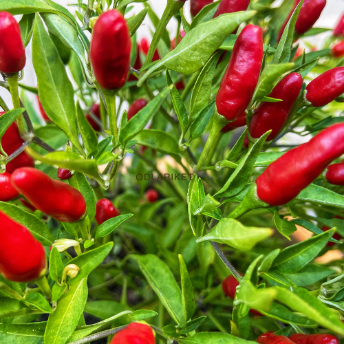Spanish pepper – Yvona