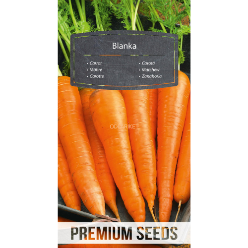 Carrot – Shiny - 4100 seeds