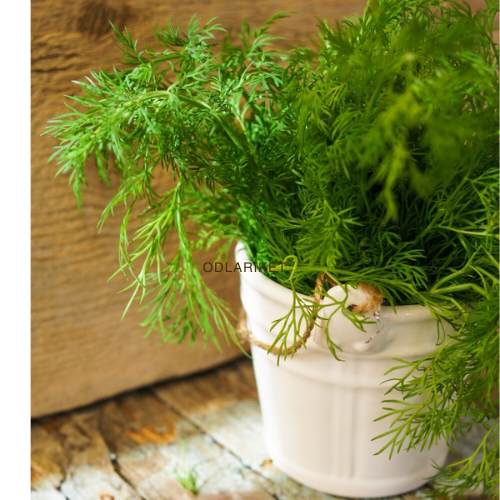 Dill - Ambrosia - 3200 seeds